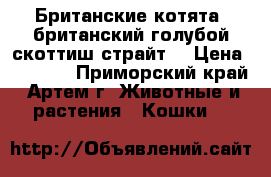 Британские котята “британский голубой скоттиш страйт“ › Цена ­ 3 000 - Приморский край, Артем г. Животные и растения » Кошки   
